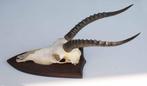 Schedel Afrikaanse BLESBOK op schild (gewei), Verzamelen, Dierenverzamelingen, Ophalen of Verzenden, Gebruikt, Wild dier, Schedel
