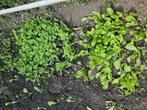 Andijvie, boerenkool en spruitplanten 7 voor €1., Tuin en Terras, Planten | Tuinplanten, Ophalen, Zomer, Volle zon