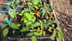 Diverse tomaten plantjes en groene peper, Zomer, Ophalen, Groenteplanten, Eenjarig