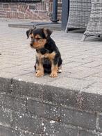 Boomer pup, CDV (hondenziekte), 8 tot 15 weken, Eén hond, Nederland