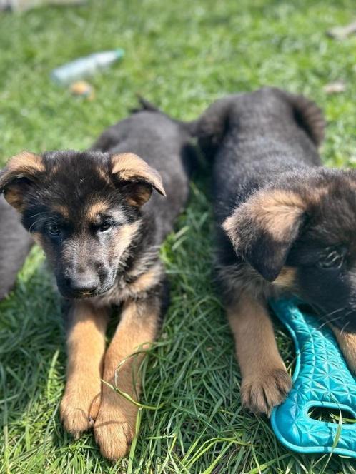 Schattige Duitse herderpups ter herplaatsing, Dieren en Toebehoren, Honden | Herdershonden en Veedrijvers, Meerdere dieren, Herder