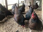 10 Barnevelder kriel dubbel gezoomd 15 euro/st, Dieren en Toebehoren, Pluimvee, Vrouwelijk, Kip