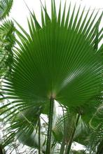 Palmboom zaad: 20 x Washingtonia Robusta, Ophalen, Gehele jaar, Zaad