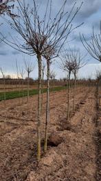 Prunus subhirtella 'Autumnalis Rosea' 🌺🌿(roze winterkers), Ophalen, Volle zon