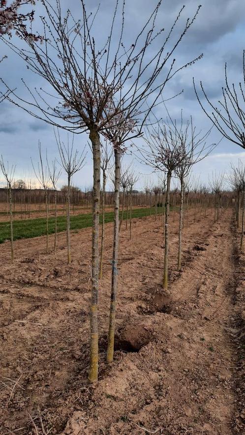 Prunus subhirtella 'Autumnalis Rosea' 🌺🌿(roze winterkers), Tuin en Terras, Planten | Bomen, Volle zon, Ophalen