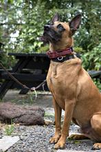 Mechelse herder, Reu, CDV (hondenziekte), Eén hond, 3 tot 5 jaar
