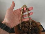 Vintage Notenkraker - messing, Antiek en Kunst, Ophalen of Verzenden