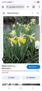 gevraagt narcissus pseudonarcissus, Tuin en Terras, Bloembollen en Zaden, Ophalen of Verzenden, Volle zon