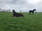 Weiland te huur gevraagd, Dieren en Toebehoren, 2 of 3 paarden of pony's