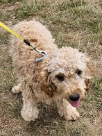 Labradoodles te koop, Dieren en Toebehoren, Standaard, Rabiës (hondsdolheid), 15 weken tot 1 jaar, Buitenland