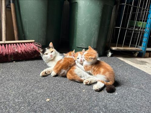 Super lieve en heel mooie kittens, Dieren en Toebehoren, Katten en Kittens | Overige Katten, Kortharig