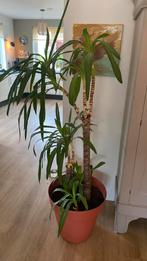 Grote Yuca plant inclusief pot te koop., Huis en Inrichting, Kamerplanten, Yucca, 150 tot 200 cm, Halfschaduw, Ophalen