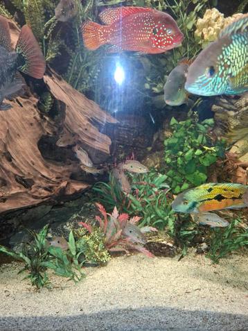 Rode acara  beschikbaar voor biedingen