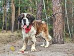 Help Pets Adoptie Saint Bernard en Moskou Waakhond Oekraine, Dieren en Toebehoren, Particulier, Rabiës (hondsdolheid), Overige rassen