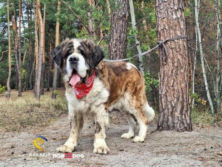 Help Pets Adoptie Saint Bernard en Moskou Waakhond Oekraine, Dieren en Toebehoren, Honden | Herdershonden en Veedrijvers, Meerdere dieren