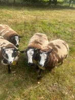 4 mooi getekende beste bonte ooilammeren, Dieren en Toebehoren, Schapen, Geiten en Varkens, Vrouwelijk, Schaap, 0 tot 2 jaar