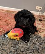 Prachtige lieve pups x schapendoes x poedel x( klein), Dieren en Toebehoren, Honden | Chihuahua's en Gezelschapshonden, Overige rassen