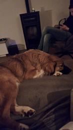 Australian shepherd ex-reu, Dieren en Toebehoren, Honden | Herdershonden en Veedrijvers, Rabiës (hondsdolheid), 15 weken tot 1 jaar