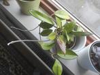 Hoya carnosa, Huis en Inrichting, Kamerplanten, Ophalen of Verzenden, Overige soorten, Minder dan 100 cm