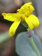 Caudex Uncarina Roeoesliana uit Madagaskar 180cm hoog, Ophalen, Overige soorten, In pot, Bloeiende kamerplant