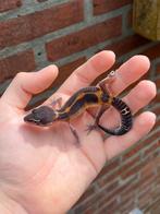 0.1 Blacknight mandrin tangerine het tremper ph eclipse, Dieren en Toebehoren, Reptielen en Amfibieën, Hagedis, Tam, 0 tot 2 jaar