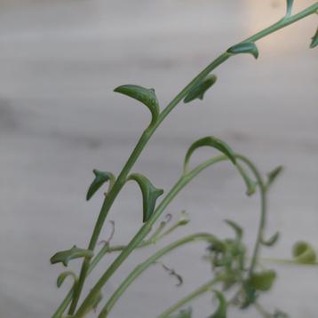 Senecio Peregrinus dolfijnenplant String of Dolphins beschikbaar voor biedingen