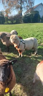 Raszuivere Hampshiredown ram, Dieren en Toebehoren, Schapen, Geiten en Varkens, Mannelijk, Schaap