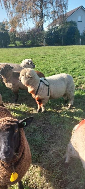 Raszuivere Hampshiredown ram beschikbaar voor biedingen