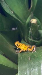 Oophaga pumilio bastimentos gold dust gezocht, Dieren en Toebehoren, Reptielen en Amfibieën, Amfibie