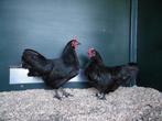 Australorp kriel | Rustige kippen | Jonge Ingeënte kippen, Dieren en Toebehoren, Pluimvee, Vrouwelijk, Kip