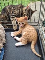 Kittens te koop, Dieren en Toebehoren, Katten en Kittens | Overige Katten, Meerdere dieren, Kortharig, 0 tot 2 jaar