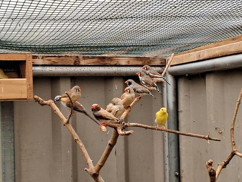 Zebravinken zwartwang mannen diverse kleurslagen poppen, Dieren en Toebehoren, Vogels | Overige Vogels, Tropenvogel, Meerdere dieren