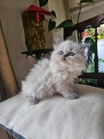 British longhair kitten, Dieren en Toebehoren, Katten en Kittens | Raskatten | Korthaar, Kater, Ontwormd, 0 tot 2 jaar