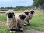 Walliser Schwarznase ooilammeren, Dieren en Toebehoren, Vrouwelijk, Schaap, 0 tot 2 jaar