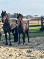 Fries hengstveulen (Tymen 503), Dieren en Toebehoren, Paarden, Minder dan 160 cm, Niet van toepassing, Dressuurpaard, 0 tot 2 jaar