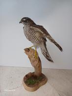 Opgezette Sperwer Vrouwtje - Prachtig Exemplaar!, Ophalen of Verzenden