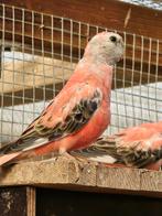 2 roze (gezoomd) bourkes., Geslacht onbekend, Parkiet