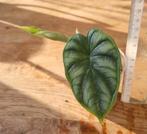 Alocasia Dragon Scale - Zeldzame kamerplant, Tuin en Terras, Planten | Tuinplanten, Ophalen, Overige soorten, Volle zon