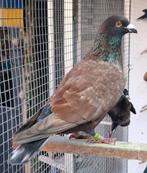 Rubella indigo kite doffer kleurpostduif 2023 postduif duif, Dieren en Toebehoren, Mannelijk, Postduif