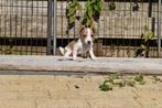 Zeer mooie Jack Russell pups 2 teefjes., Dieren en Toebehoren, Honden | Jack Russells en Terriërs, Jack Russell Terriër, CDV (hondenziekte)