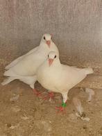 2 witte postduif PIEPERS, Dieren en Toebehoren, Vogels | Duiven, Meerdere dieren, Postduif