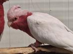 Diverse vogels aangeboden, Dieren en Toebehoren, Meerdere dieren, Parkiet