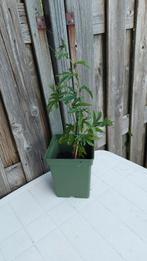 Passiflora, Ophalen, Zomer, Overige soorten, Volle zon