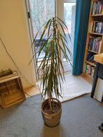 Palmboom zonder pot, Ophalen, 100 tot 150 cm, Palm, Halfschaduw