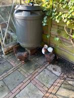 3 Wyandotte kriel hennen evt. incl. kippenhok, Dieren en Toebehoren, Pluimvee, Vrouwelijk, Kip