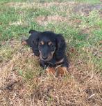 Prachtige puppies teckel/ tekkel teefje half lang haar, Rabiës (hondsdolheid), 8 tot 15 weken, Teef, Eén hond