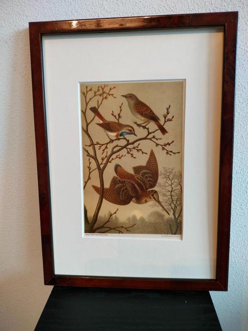 Chromolitho Litho A. Haase Praag Vogels Vogel Birds 1888, Antiek en Kunst, Kunst | Litho's en Zeefdrukken, Ophalen of Verzenden