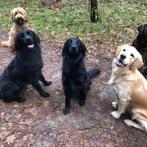Jouw retriever heerlijk mee op avontuur ?, Hobby en Vrije tijd, Ophalen, Nieuw