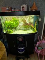 Juwel vision 180l, Dieren en Toebehoren, Vissen | Aquaria en Toebehoren, Ophalen, Gebruikt, Leeg aquarium