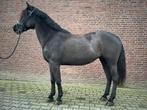 Mooie 5-jarige merrie – braaf en betrouwbaar!, Dieren en Toebehoren, Pony's, Merrie, Zadelmak, E pony (1.48m - 1.57m), 3 tot 6 jaar